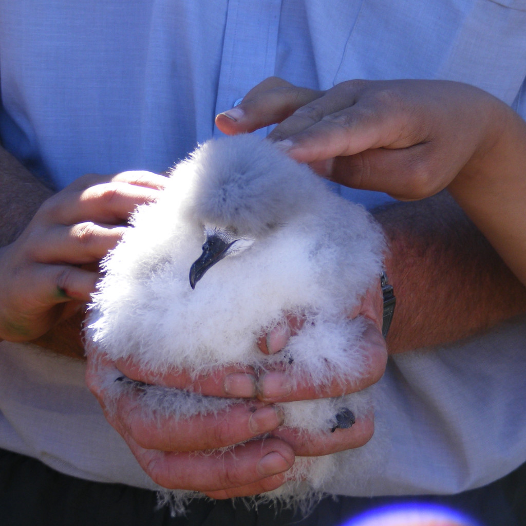 Tītī coming to Maungaharuru