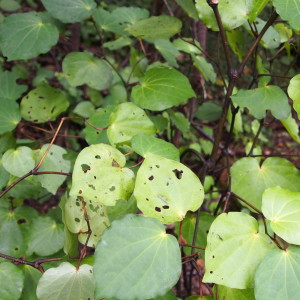 Kawakawa at Te Pā o Toi