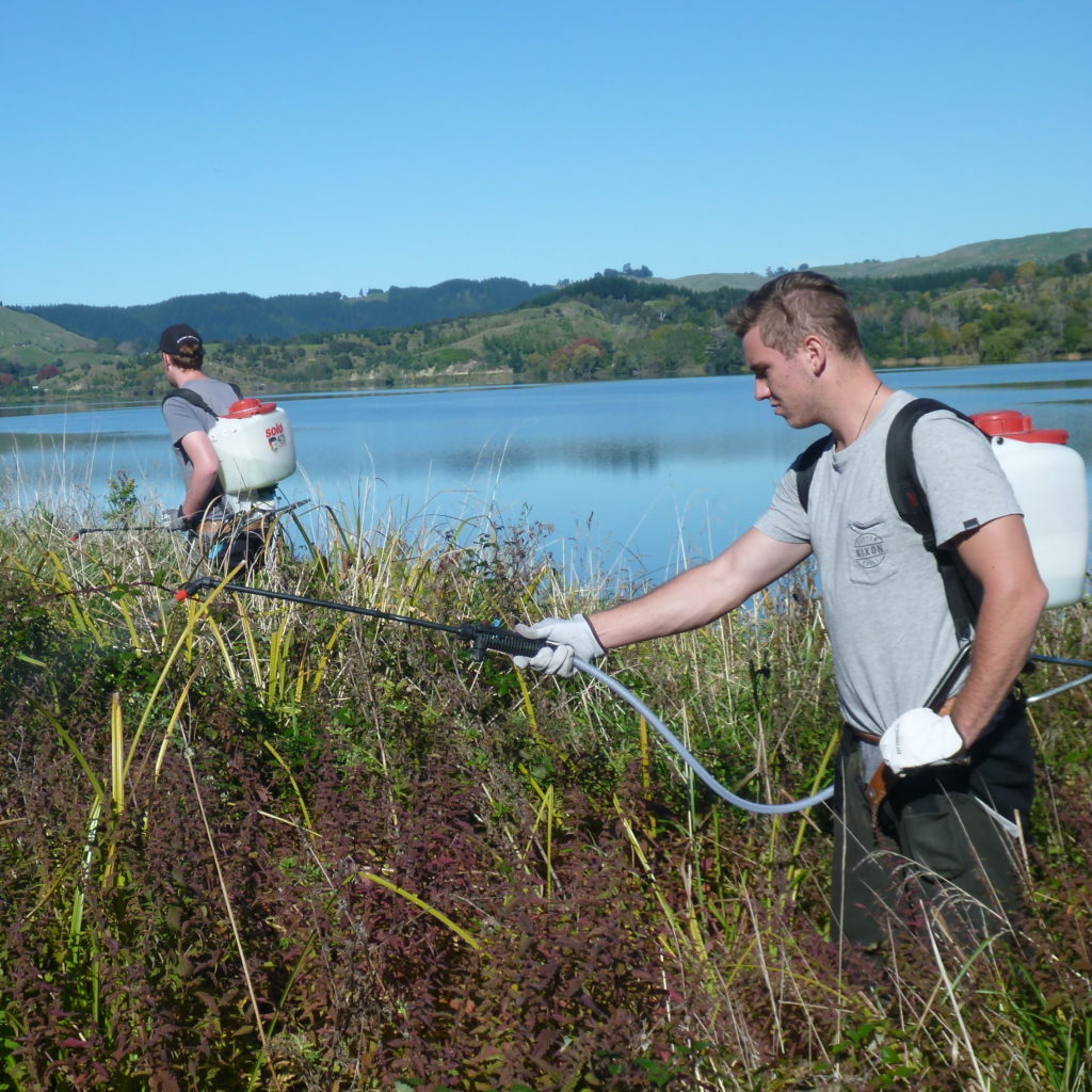 Weedspraying at Tūtira